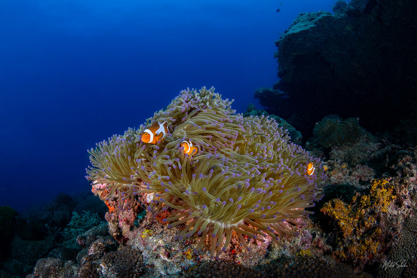 Clown Fish with Vibrant Anemone - Tenggol