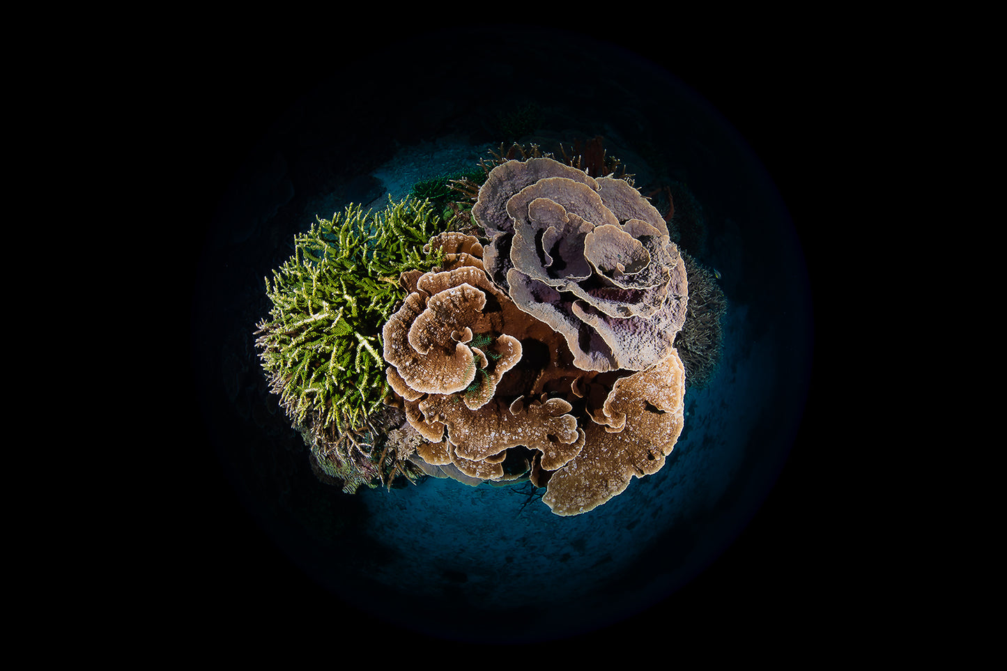 Coral Planet - Digital Download/Art Prints