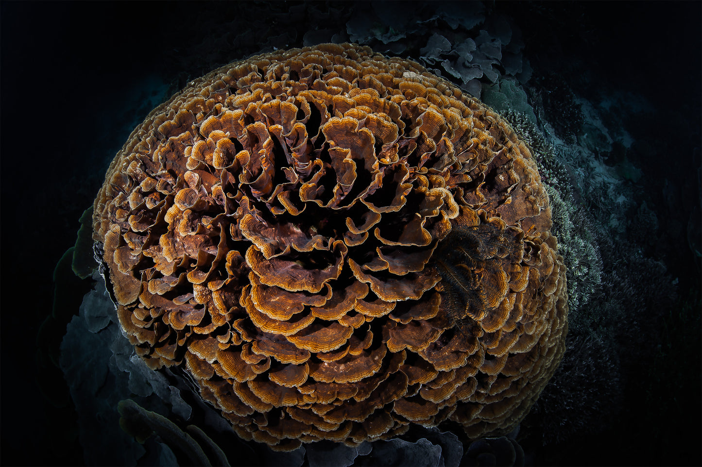 Majestic Bloom - Digital Download / Art Prints