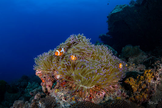 Clown Fish with Vibrant Anemone - Tenggol