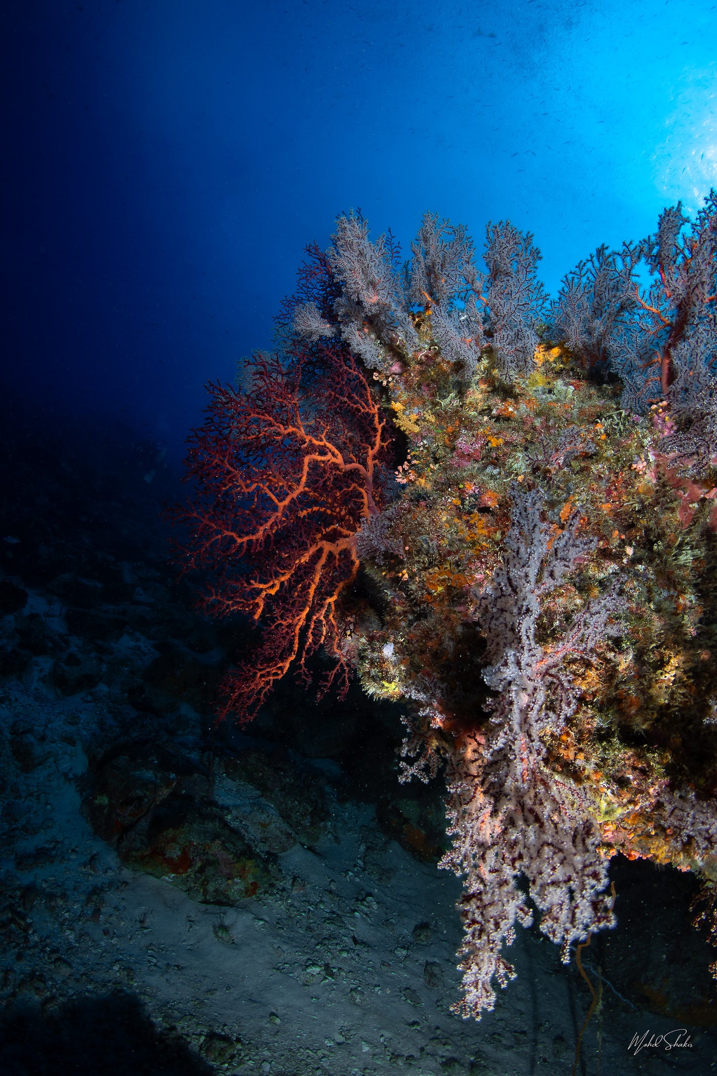 Mystery of the depth-Tenggol-MS.UW