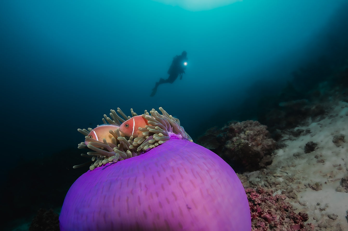 Violet Bloom-Digital Download/Art Prints